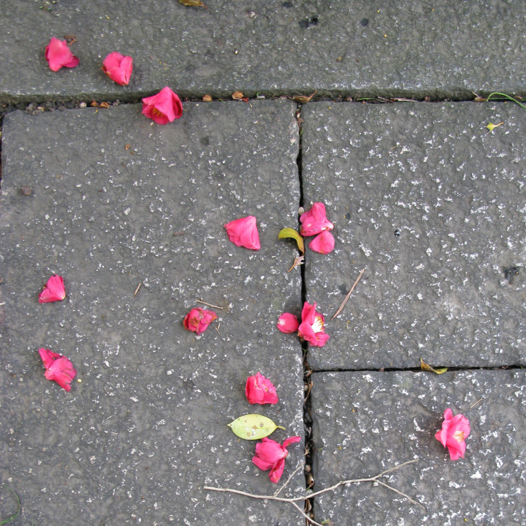 Pink petals at Imperial Park, Kyoto